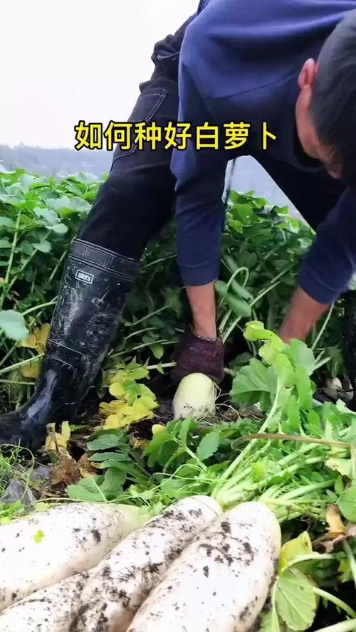 怎样种白萝卜视频,白萝卜种植全攻略