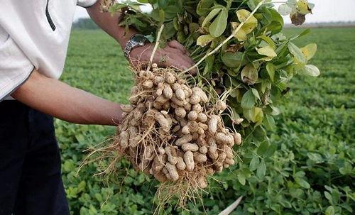 视频种花生,从播种到收获