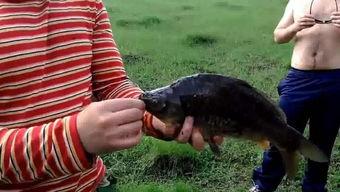 小孩钓鱼视频,小钓手们的欢乐垂钓时光