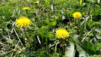 野花在线观看视频,探寻自然之美，感受生命力量