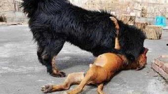 比特咬死藏獒视频,惊心动魄的生死较量