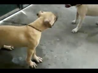 比特犬打架咬死视频