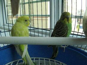 虎皮鹦鹉交配的视频,揭秘鸟类爱情的奥秘