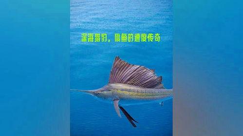 旗鱼视频