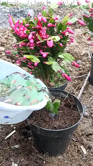 蟹爪兰扦插视频,视频教程带你轻松繁殖